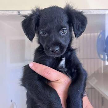 Nakoma -  Chihuahua and Dachshund Dog for Adoption in San Pablo, California - Nakoma | PetCurious