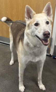 MATILDA -  Siberian Husky Dog Available for Adoption - MATILDA | PetCurious