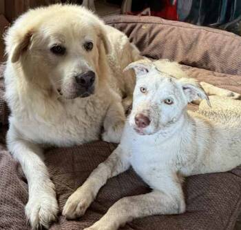 Rescue Shepherd Dogs for Adoption in Brookshire, Texas - Eedie | PetCurious