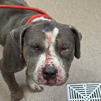 Pit Bull Terrier Dogs Available for Adoption in Hinesville, Georgia - Judge | PetCurious