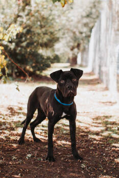 Rescue Boxer and Mixed Breed Dogs for Adoption in North Charleston, South Carolina - 88818A Tralala | PetCurious