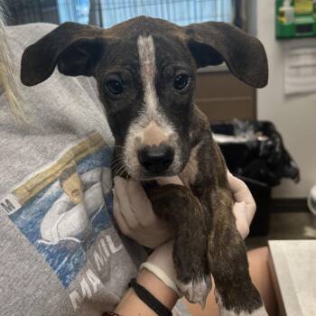 Girl Dragon -  Boxer and Mixed Breed Dog for Adoption in Hattiesburg, Mississippi - Girl Dragon | PetCurious