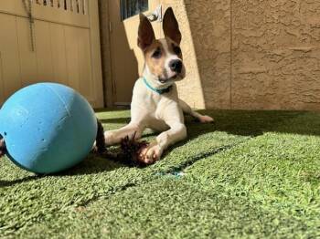 Rescue Pit Bull Terrier and Australian Cattle Dog Blue Heeler Dogs for Adoption in Mesa, Arizona - Moxie | PetCurious