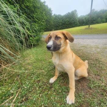 Ryker -  German Shepherd Dog Dog for Adoption in Manhasset, New York - Ryker | PetCurious