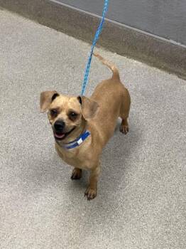 Chihuahua and Dachshund Dogs Available for Adoption in Las Vegas, Nevada - ARTEMIS | PetCurious