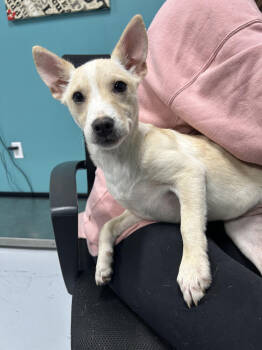 Rescue Mixed Breed Dogs for Adoption in Chattanooga, Tennessee - Eliza | PetCurious