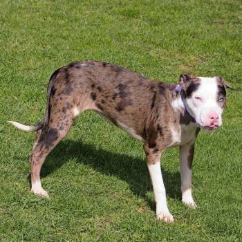 Catahoula Leopard Dog Dogs Available for Adoption in South Elgin, Illinois - Anastasia | PetCurious