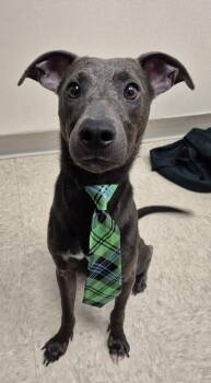 Kermit -  Mixed Breed Dog for Adoption in Hamilton, Ohio - Kermit | PetCurious