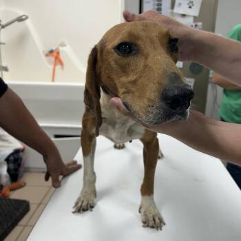 Floyd -  Beagle Dog for Adoption in Starkville, Mississippi - Floyd | PetCurious
