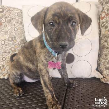 Labrador Retriever Dogs Available for Adoption - Tammy | PetCurious