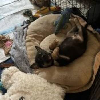 Druzy -  Husky and American Bully Dog for Adoption in Mississauga, Ontario - Druzy | PetCurious