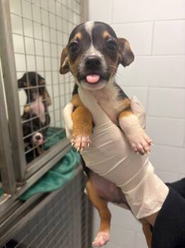 Griffin -  Dachshund and Chihuahua Dog for Adoption in Houston, Texas - Griffin | PetCurious