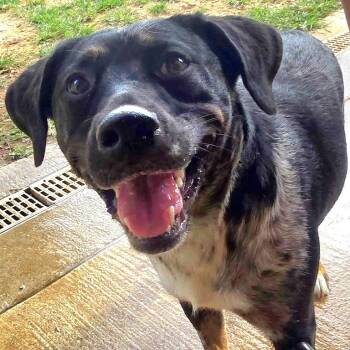Rapunzel MORE PICS COMING -  Australian Cattle Dog Blue Heeler Dog for Adoption in Athens, Alabama - Rapunzel MORE PICS COMING | PetCurious