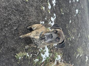 Mastiff Dogs Available for Adoption - Loki | PetCurious