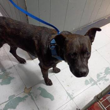 Pit Bull Terrier Dogs Available for Adoption - Buster D45887 | PetCurious