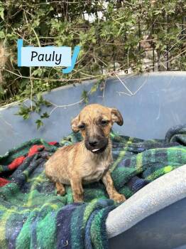 Chihuahua and Shih Tzu Dogs Available for Adoption - Pauly (Paige