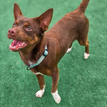 Chihuahua Dogs Available for Adoption in Gainesville, Texas - Scooter | PetCurious