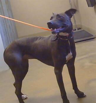 Rescue Greyhound and Mixed Breed Dogs for Adoption in Sacramento, California - RAIDER | PetCurious