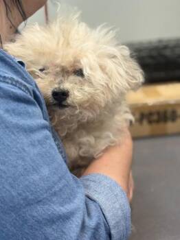 Chester -  Mixed Breed Dog for Adoption in Memphis, Tennessee - Chester | PetCurious
