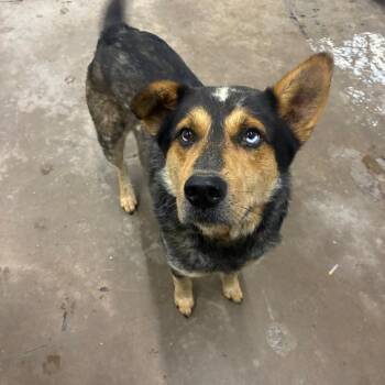 Stitches -  Shepherd and Australian Cattle Dog Blue Heeler Dog for Adoption in Corbin, Kentucky - Stitches | PetCurious