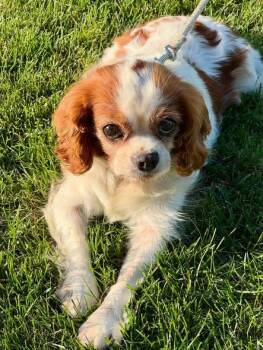 Pretty Fern -  Cavalier King Charles Spaniel Dog for Adoption in Fort Wayne, Indiana - Pretty Fern | PetCurious