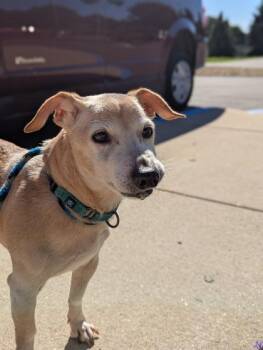 Jerry -  Mixed Breed Dog for Adoption in Traverse City, Michigan - Jerry | PetCurious