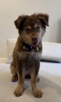 Theodore -  Australian Shepherd and Border Collie Dog for Adoption in Pasadena, California - Theodore | PetCurious