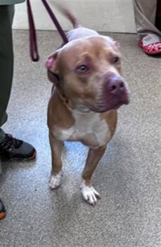 American Staffordshire Terrier Dogs Available for Adoption - AXLE | PetCurious