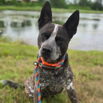 Lou -  Australian Cattle Dog Blue Heeler Dog for Adoption in Mounds, Oklahoma - Lou | PetCurious