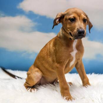 Hickiwan -  Mixed Breed Dog for Adoption in Casa Grande, Arizona - Hickiwan | PetCurious