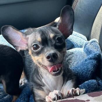 Chihuahua and Dachshund Dogs Available for Adoption in Hohenwald, Tennessee - Precious | PetCurious