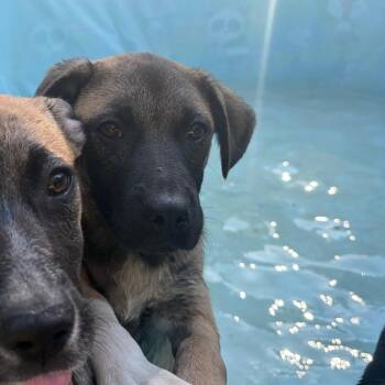 Kryten -  Hound and Labrador Retriever Dog for Adoption in Parrish, Alabama - Kryten | PetCurious