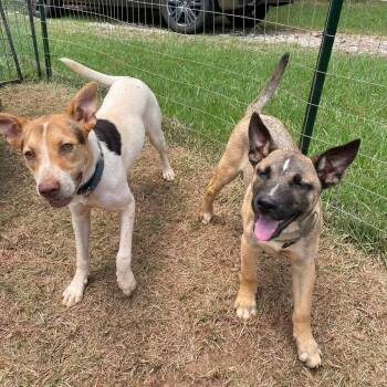 Rescue Hound and Shepherd Dogs for Adoption in Newnan, Georgia - Sebastian | PetCurious