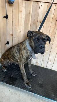 Cane Corso Dogs Available for Adoption in Missouri City, Texas - Stacey | PetCurious