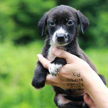 CT Watermelon avail Jul 4 -  Labrador Retriever and Mixed Breed Dog for Adoption in Stormville, New York - CT Watermelon Avail Jul 4 | PetCurious