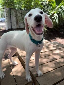 Quarter -  Mixed Breed Dog for Adoption in Charleston, South Carolina - Quarter | PetCurious