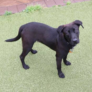 Ryder -  Mixed Breed Dog for Adoption in Port Washington, New York - Ryder | PetCurious