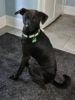 Aramis -  Chihuahua and Feist Dog for Adoption in Charlotte, North Carolina - Aramis | PetCurious