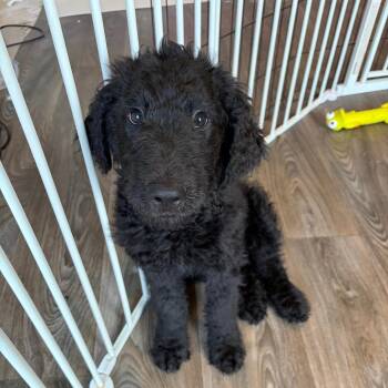 Shrek -  Labrador Retriever and Poodle Dog for Adoption in Fredericksburg, Virginia - Shrek | PetCurious