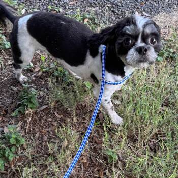 Ozzy -  Shih Tzu Dog for Adoption in Hondo, Texas - Ozzy | PetCurious