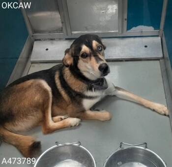 Alaskan Malamute Dogs Available for Adoption in Oklahoma City, Oklahoma - VIOLET | PetCurious