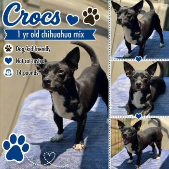 Crocs -  Chihuahua Dog for Adoption in Anahuac, Texas - Crocs | PetCurious