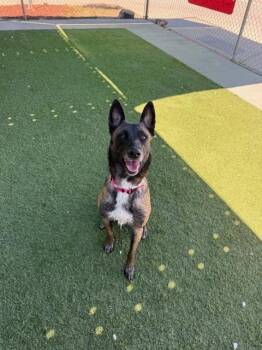 Belgian Shepherd Malinois Dogs Available for Adoption - Arya - Located In WA | PetCurious