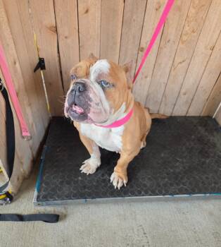 Pit Bull Terrier Dogs Available for Adoption in Missouri City, Texas - LuLu | PetCurious