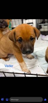 Vader -  Black Mouth Cur and Pit Bull Terrier Dog for Adoption in Semmes, Alabama - Vader | PetCurious