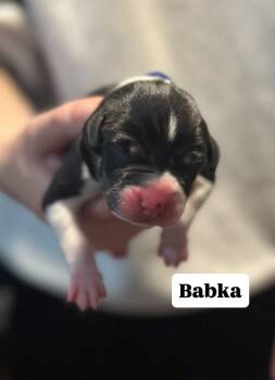 Rescue Mixed Breed Dogs for Adoption in New York, New York - Babka | PetCurious