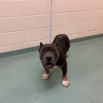 Getwell -  Mixed Breed Dog for Adoption in Memphis, Tennessee - Getwell | PetCurious