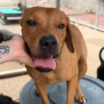 Denzella -  Mixed Breed Dog for Adoption in Charleston, West Virginia - Denzella | PetCurious
