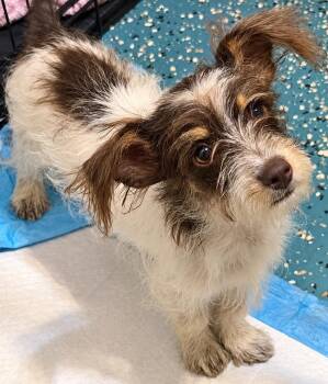 Rolo -  Dachshund Dog for Adoption in New Baltimore, Michigan - Rolo | PetCurious