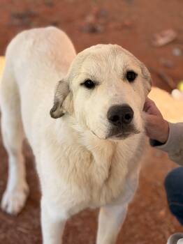 Matilda -  Great Pyrenees Dog for Adoption in Meherrin, Virginia - Matilda | PetCurious